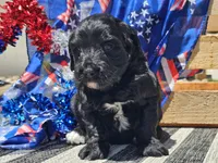 Kora, a female Bernedoodle for sale in Boyden, IA – 6 of 10