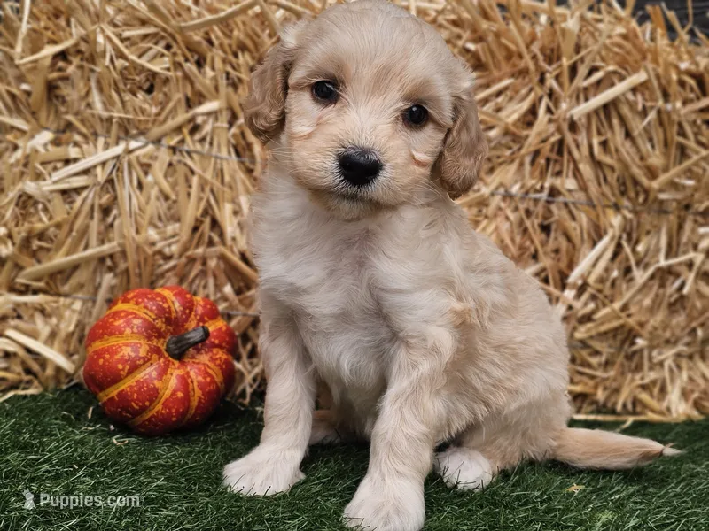 Sierra  – Goldendoodle puppy for sale in Boyden, IA