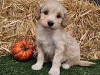Sierra , a female Goldendoodle for sale in Boyden, IA – 1 of 10
