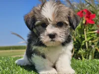 Emelia , a female Shorkie for sale in Boyden, IA – 10 of 10