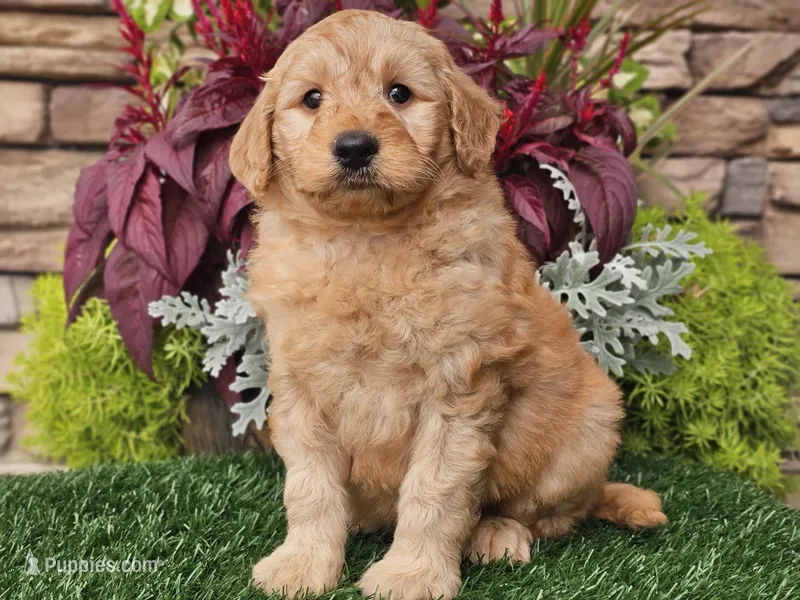Wilson, a male Goldendoodle for sale in Boyden, IA – 1 of 10