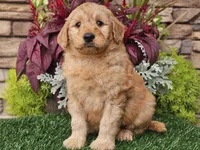 Wilson, a male Goldendoodle for sale in Boyden, IA – 1 of 10
