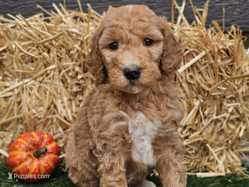 Serenity  – Goldendoodle puppy for sale in Boyden, IA