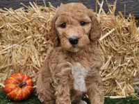 Serenity , a female Goldendoodle for sale in Boyden, IA – 1 of 10