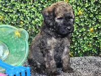 Forest , a male Whoodle for sale in Boyden, IA – 2 of 10