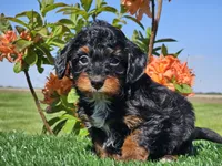 Jamy, a male Miniature Aussiedoodle for sale in Boyden, IA – 8 of 10