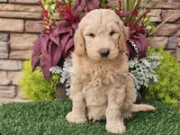 Walter, a male Goldendoodle for sale in Boyden, IA – 4 of 10