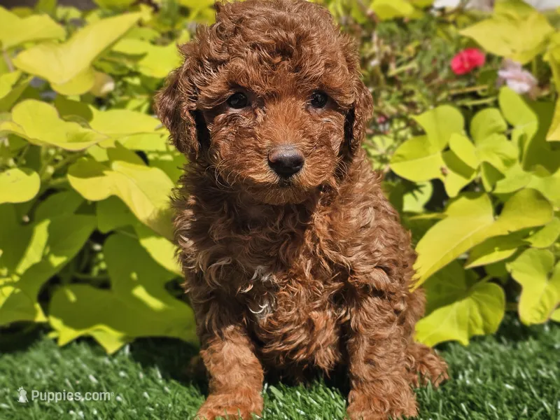 Prada – Poodle - Miniature  puppy for sale in Boyden, IA