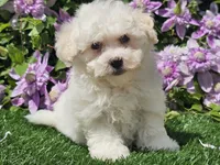 Colby, a male Havapoo for sale in Boyden, IA – 7 of 10