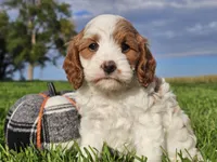 Jinx, a male Cavapoo for sale in Boyden, IA – 3 of 10