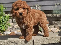 Felicia , a female Cockapoo for sale in Boyden, IA – 3 of 10