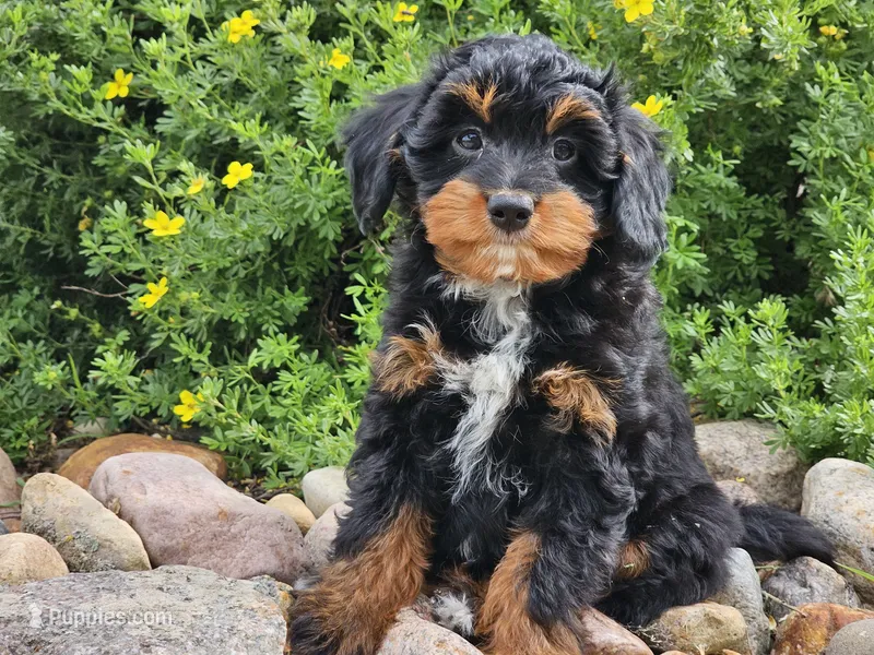 Jamy – Miniature Aussiedoodle puppy for sale in Boyden, IA