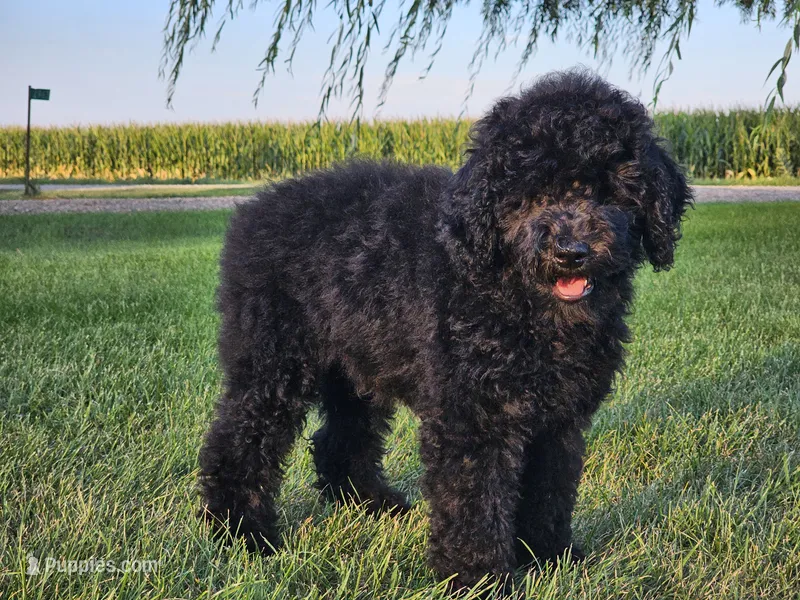 Franklin  – Whoodle puppy for sale in Boyden, IA
