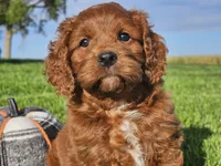 Jango, a male Cavapoo for sale in Boyden, IA – 2 of 10