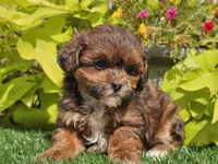 Navy, a female Shihpoo for sale in Boyden, IA – 3 of 10