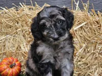 Sabrina , a female Goldendoodle for sale in Boyden, IA – 5 of 10