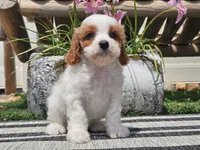 Tango, a male Cavapoo for sale in Boyden, IA – 6 of 10