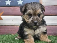 Keegan , a male Morkie for sale in Boyden, IA – 3 of 10