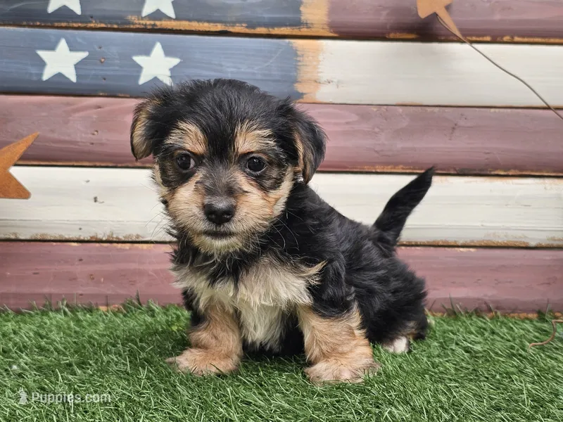 Krissy – Morkie puppy for sale in Boyden, IA