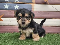 Krissy, a female Morkie for sale in Boyden, IA – 1 of 10
