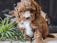 Kiwi, a male Cavapoo for sale in Boyden, IA – 8 of 10