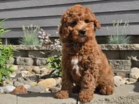 Felicia , a female Cockapoo for sale in Boyden, IA – 2 of 10