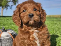 Jango, a male Cavapoo for sale in Boyden, IA – 4 of 10