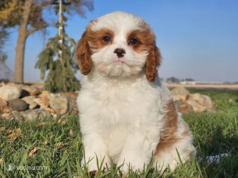 Omira – Cavapoo puppy for sale in Boyden, IA