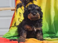 Suki, a male Miniature Bernedoodle for sale in Boyden, IA – 1 of 10