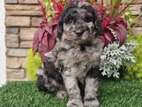 Wesley, a male Goldendoodle for sale in Boyden, IA – 5 of 8