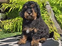Suki, a male Miniature Bernedoodle for sale in Boyden, IA – 5 of 9