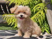 Lucky, a male Maltipoo for sale in Boyden, IA – 3 of 10