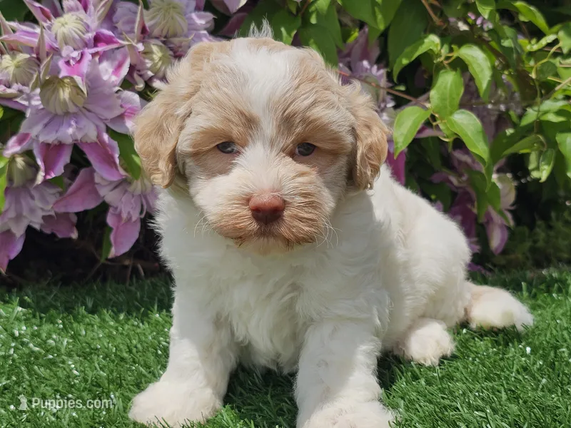 Skipper – Havapoo puppy for sale in Boyden, IA