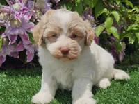 Skipper, a male Havapoo for sale in Boyden, IA – 1 of 10