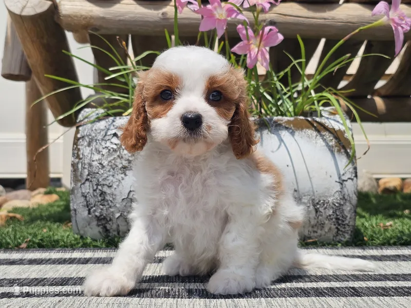 Tango – Cavapoo puppy for sale in Boyden, IA