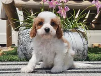 Tango, a male Cavapoo for sale in Boyden, IA – 1 of 10