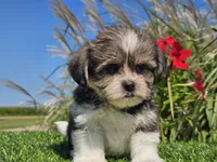 Evan, a male Shorkie for sale in Boyden, IA – 6 of 10