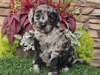 Waves, a female Goldendoodle for sale in Boyden, IA – 4 of 10