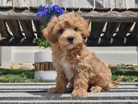 Piko, a male Maltipoo for sale in Boyden, IA – 2 of 10