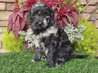 Whitley, a female Goldendoodle for sale in Boyden, IA – 2 of 10