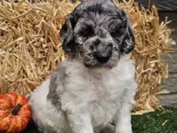 Snoopy, a male Goldendoodle for sale in Boyden, IA – 4 of 10