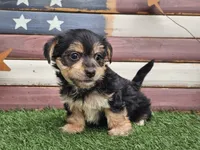 Krissy, a female Morkie for sale in Boyden, IA – 4 of 10