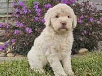 McKenzie , a female Goldendoodle for sale in Boyden, IA – 2 of 10
