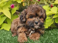 Nugget, a male Shihpoo for sale in Boyden, IA – 3 of 10