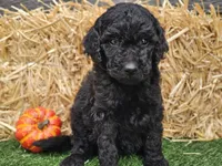 Sage, a female Goldendoodle for sale in Boyden, IA – 9 of 10
