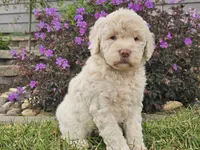 McKenzie , a female Goldendoodle for sale in Boyden, IA – 8 of 10