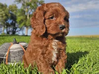 Jango, a male Cavapoo for sale in Boyden, IA – 5 of 10