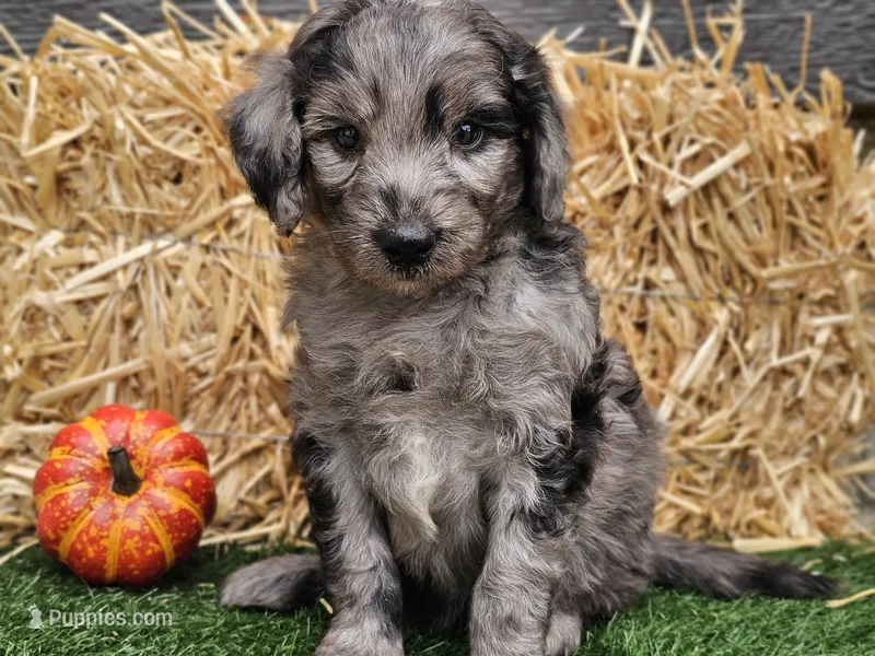 Stetson  – Goldendoodle puppy for sale in Boyden, IA