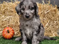 Stetson , a male Goldendoodle for sale in Boyden, IA – 1 of 10