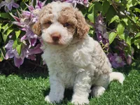 Simba, a male Havapoo for sale in Boyden, IA – 3 of 10